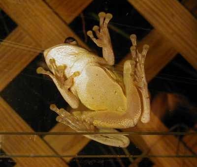 Florida frog on window Florida frog