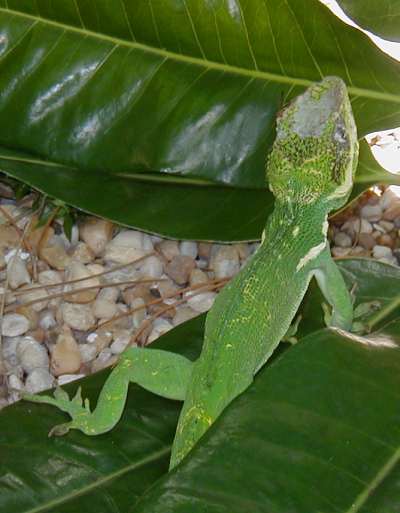 Baby Iguana